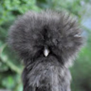 Meet your Posher, Lucas